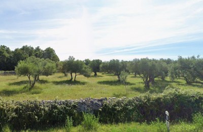 Beautiful olive grove with old olive trees near Vodnjan