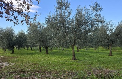 Olivenhain in außergewöhnlicher Lage - 3,5 km vom Zentrum von Poreč und dem Meer entfernt