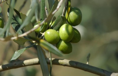 Jedinstvena prilika - uređeni maslinik sa 250 maslina u blizini Kaštelira