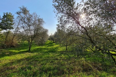Beautiful building plot with olive trees