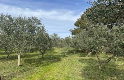 A well-maintained and fenced olive grove with electricity and water - 200 m from the sea