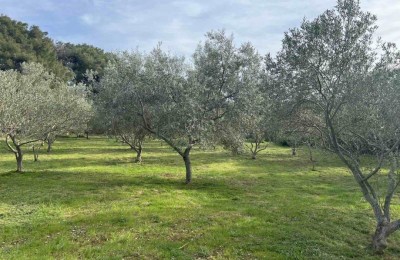A well-maintained and fenced olive grove with electricity and water - 200 m from the sea